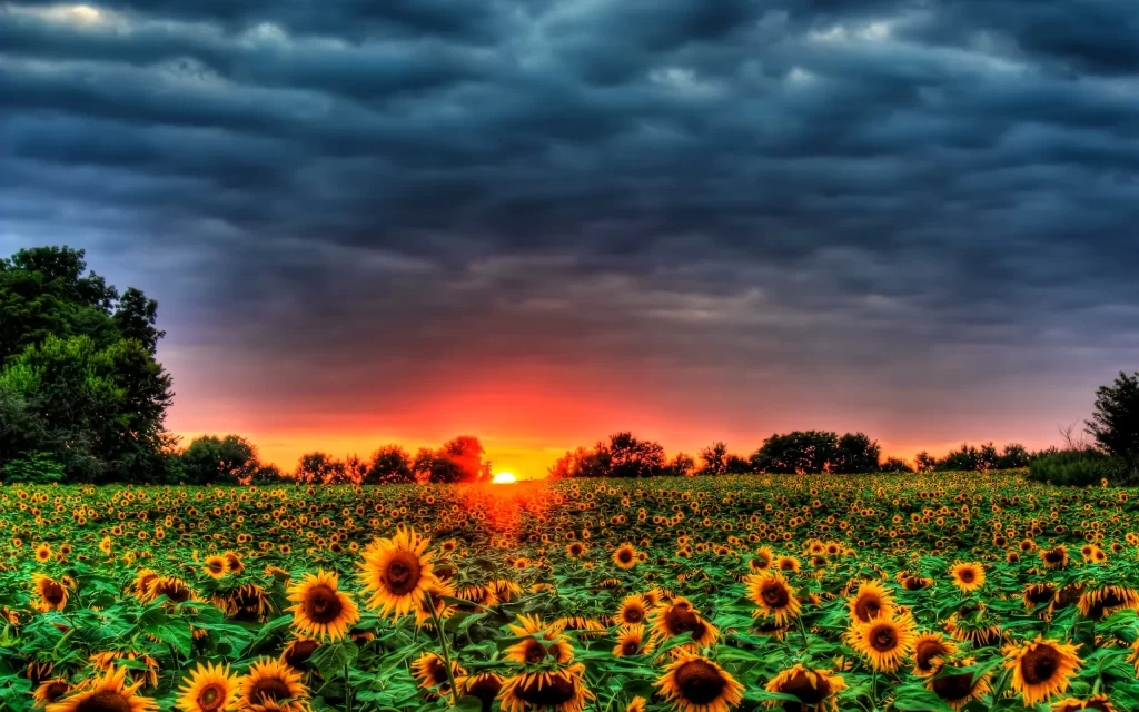 Sunflower Yellow Orange Green gray Blue