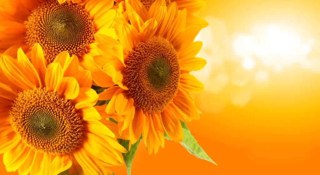 Sunflower Yellow Orange Green