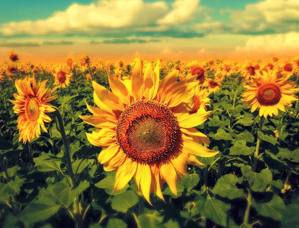 Sunflower Yellow Orange Green Blue warm Sky