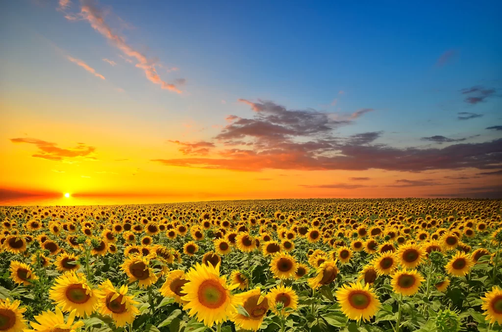 Sunflower Yellow Orange Green Blue Red