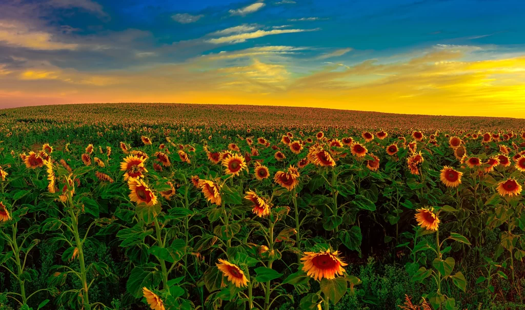Sunflower Yellow Orange Green Blue warm Sky