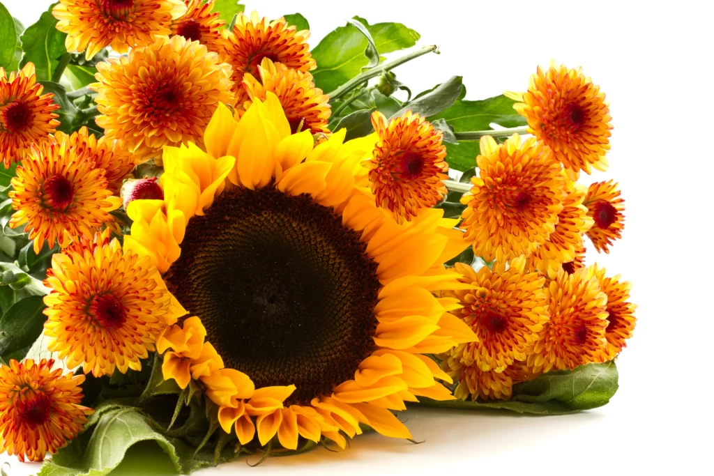 Sunflower Yellow Orange Green Leaf White Background