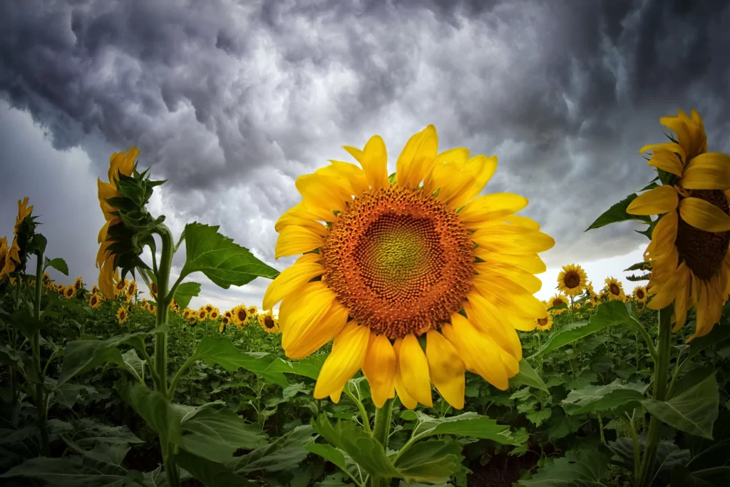 Sunflower Yellow Orange Green Dark Clouds