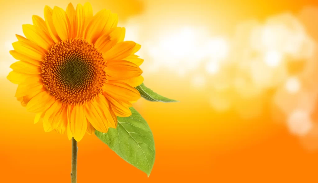 Sunflower Yellow Orange Green Leaf Bright