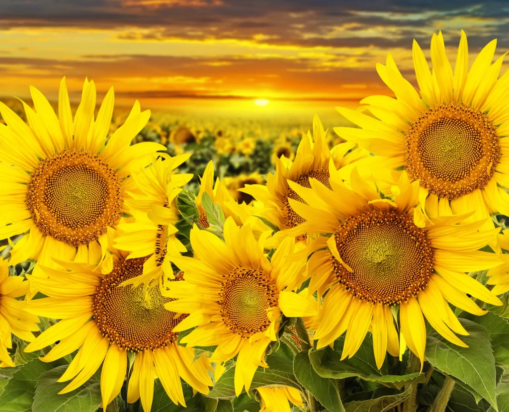 Sunflower Yellow Orange Green Leaf Sunset Sky