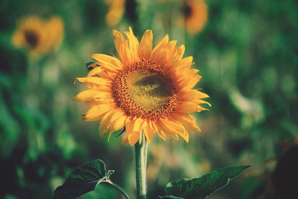 Sunflower Yellow Orange Green warm Leaf