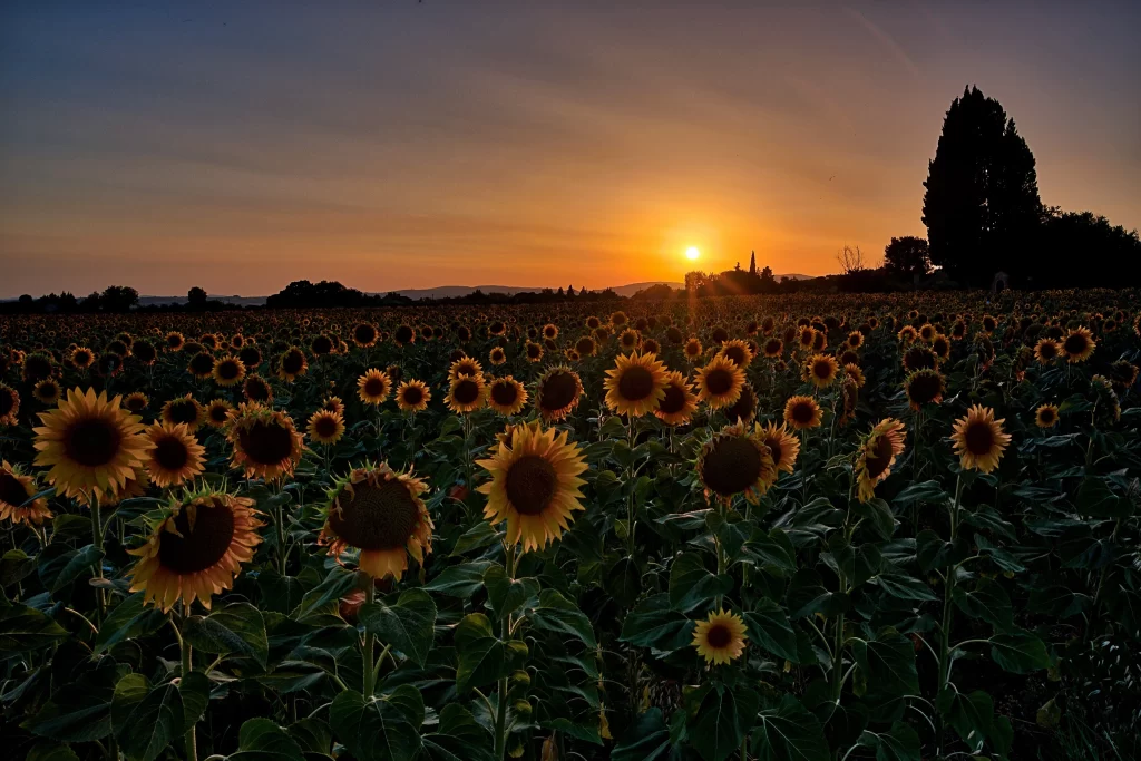 Sunflower Yellow Orange Green Leaf Sunset