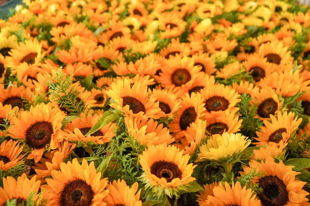 Sunflower Yellow Orange Green warm Leaf