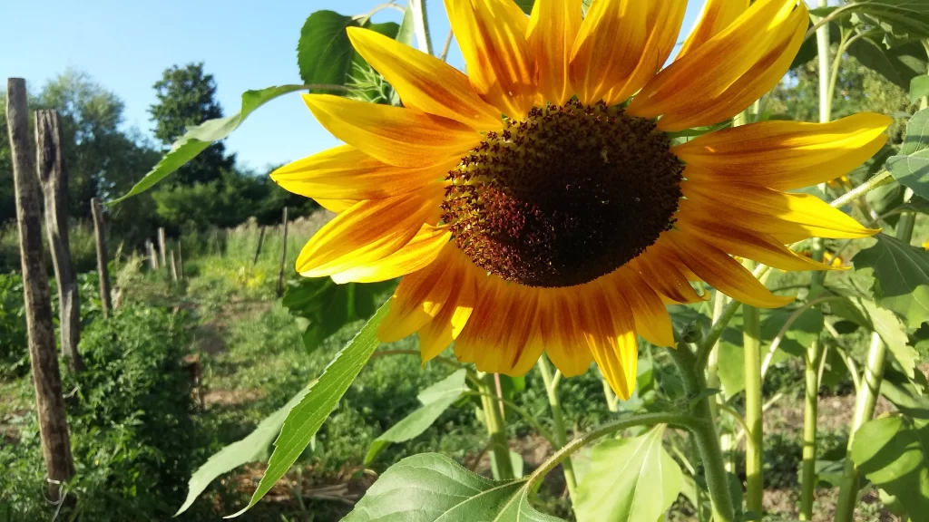 Sunflower Yellow Orange Green Brown