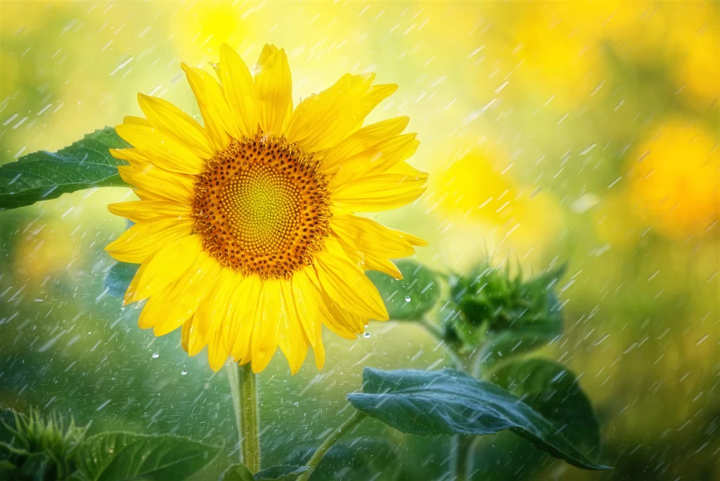 Sunflower Yellow Orange Green Raindrops