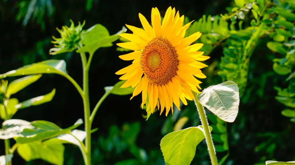 Sunflower Yellow Orange Green warm Leaf