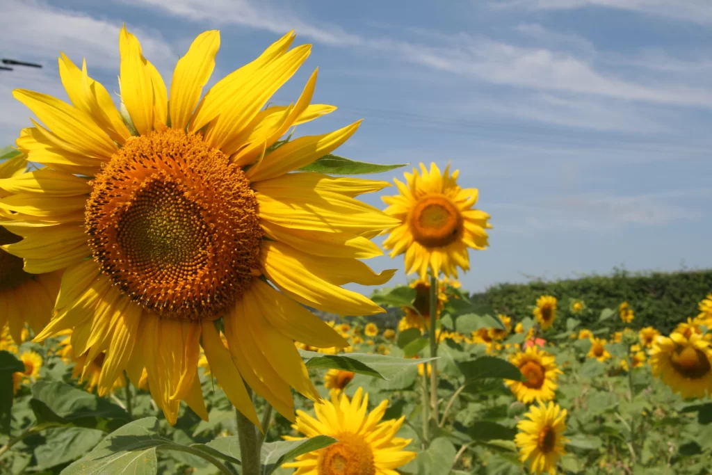 Sunflower Yellow Orange Green Blue warm Sky
