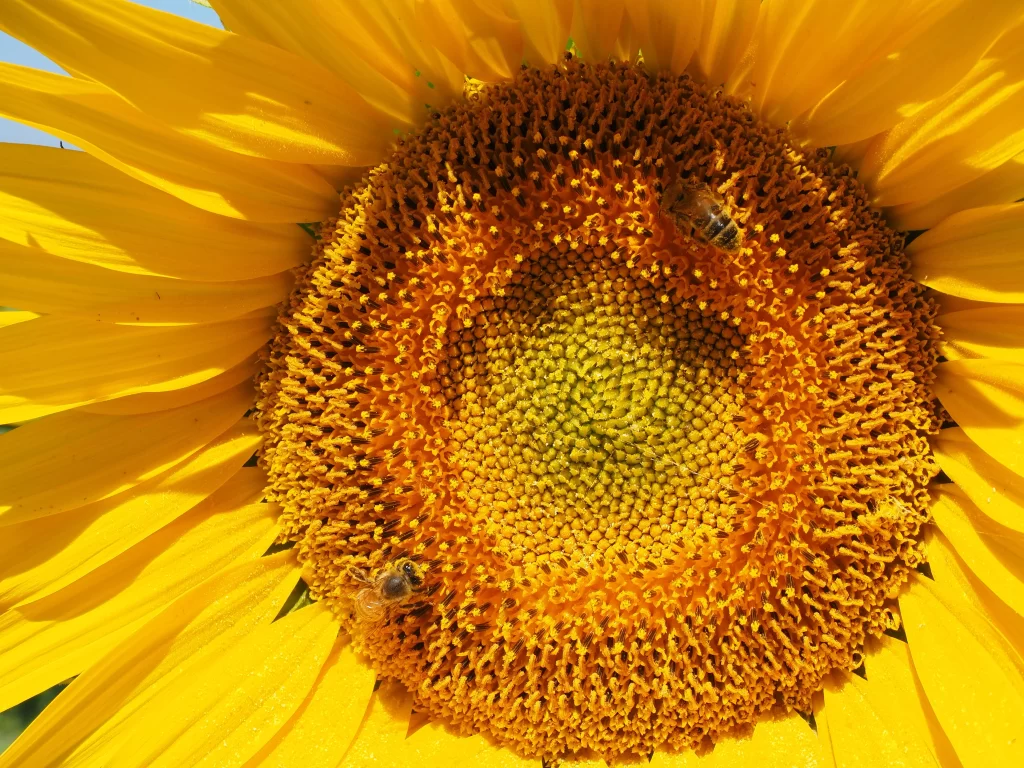 Sunflower Yellow Orange Green warm Bees