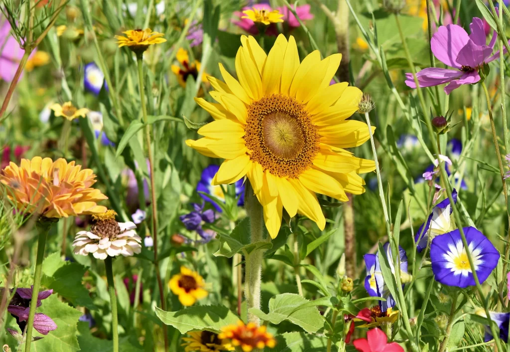 Sunflower Yellow Orange Pink Blue White Green