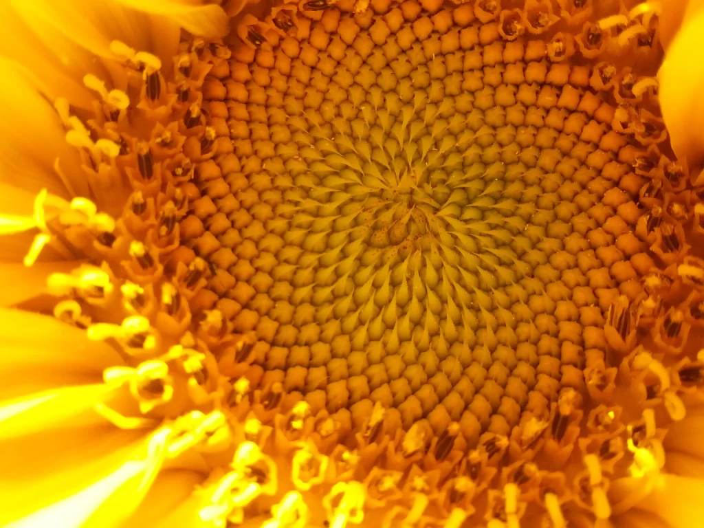 Sunflower Yellow Orange Petals Center