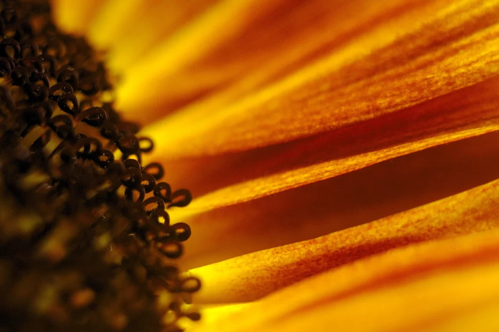 Sunflower Yellow Orange red Black