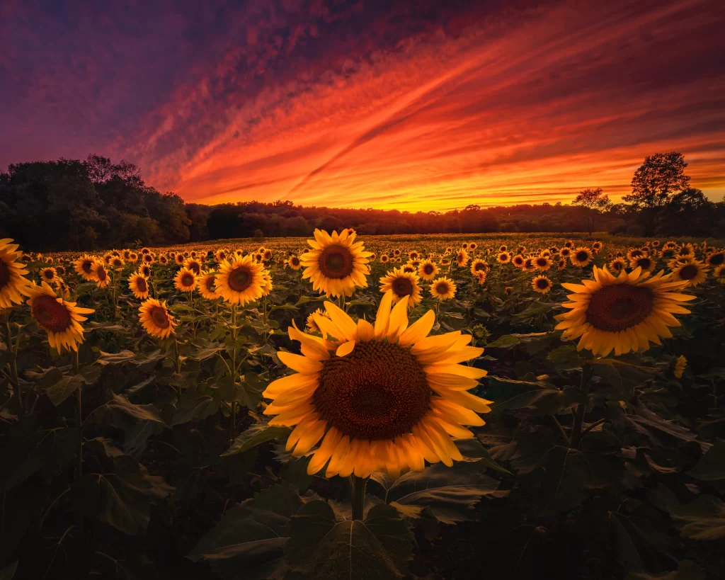 Sunflower Yellow Orange Red Sky