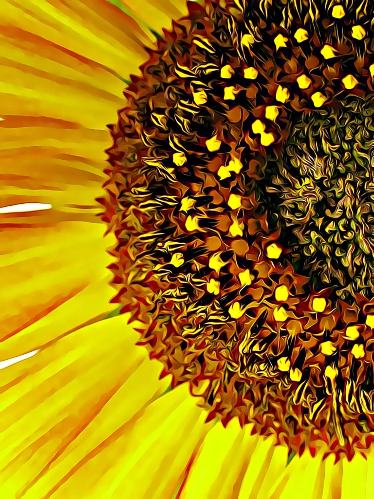 Sunflower Yellow Orange warm Brown