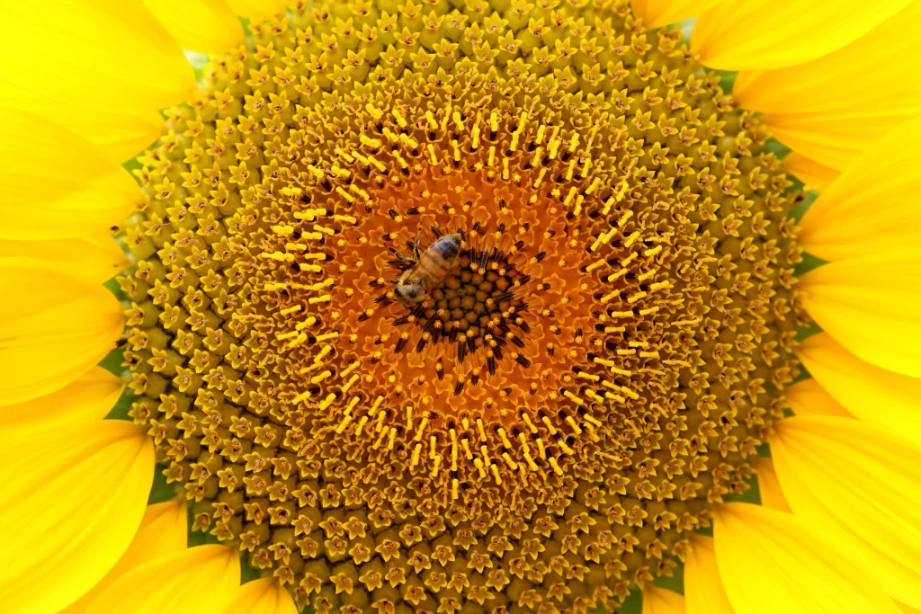Sunflower Yellow Orange warm Green