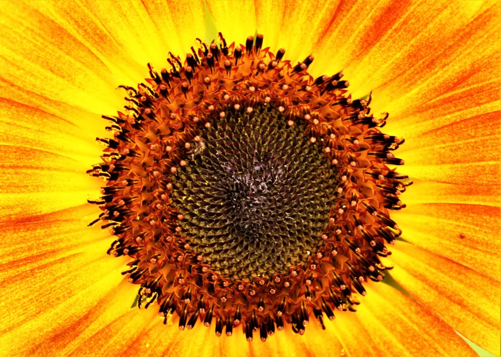 Sunflower Yellow Orange warm Brown