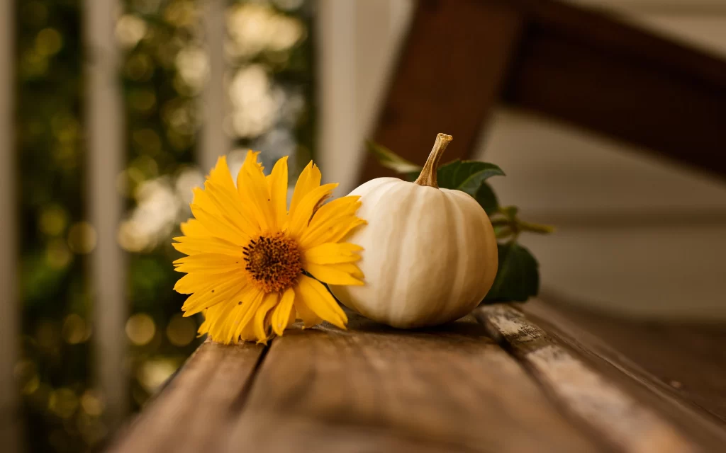 Sunflower Yellow Orange White Pumpkin Brown Wood