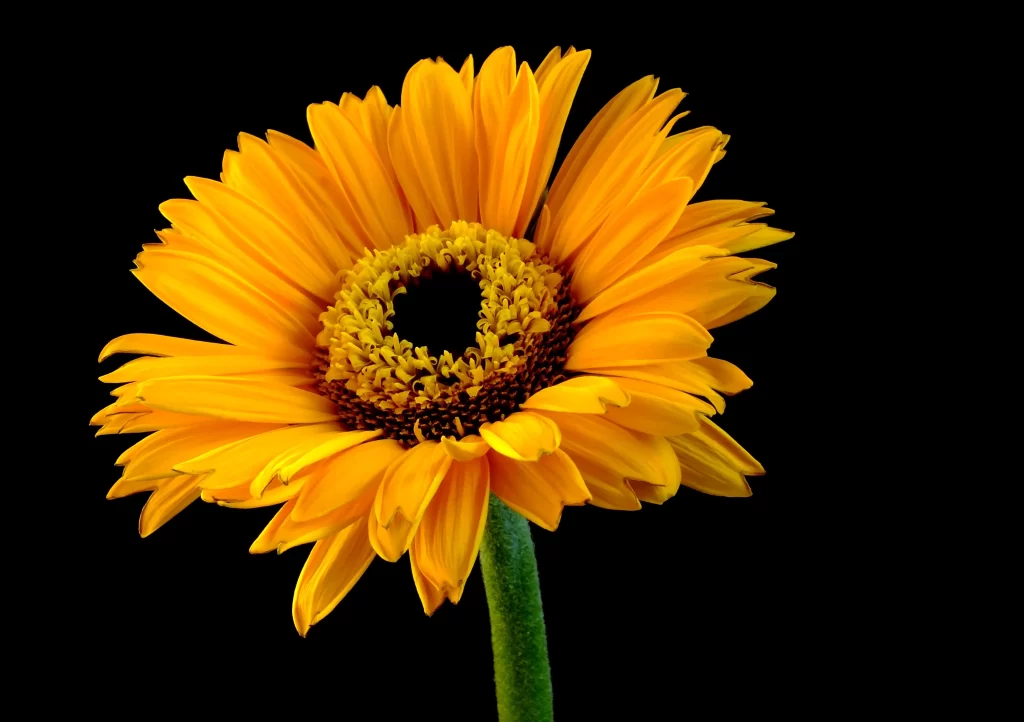Sunflower Yellow Orange warm Black
