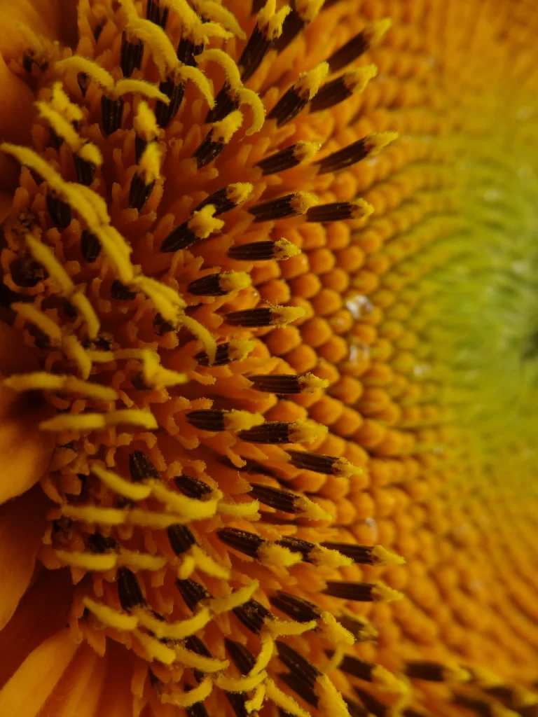 Sunflower Yellow Orange warm Green