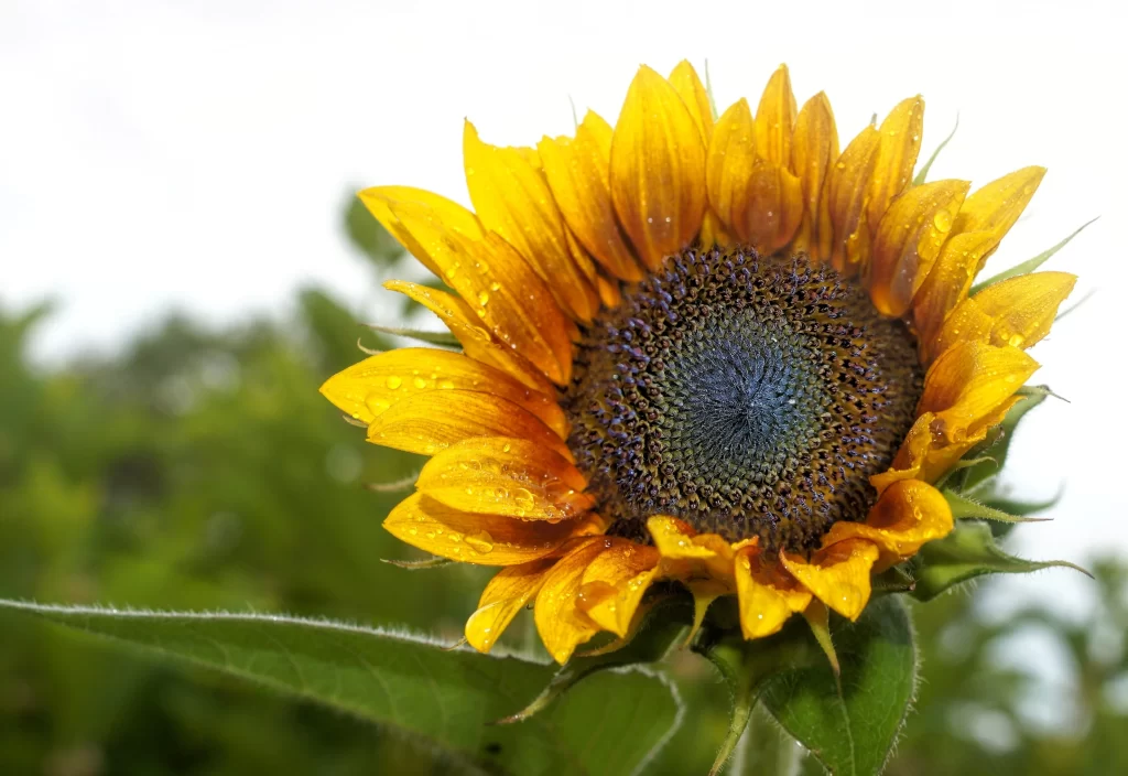 Sunflower Yellow Orange warm Green