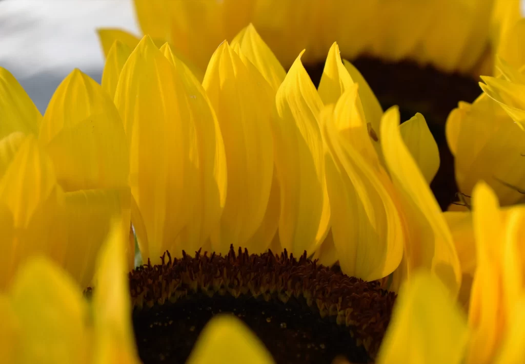 Sunflower Yellow Petals Brown warm Center