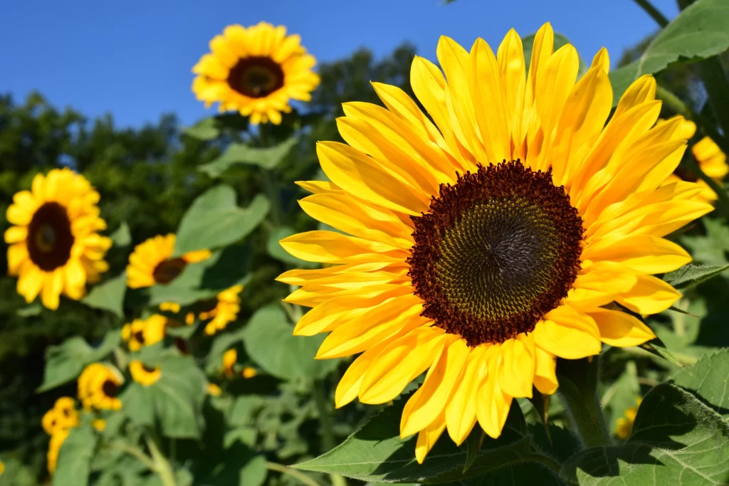 Sunflower Yellow Petals Brown Center Green Leaves Blue warm Sky
