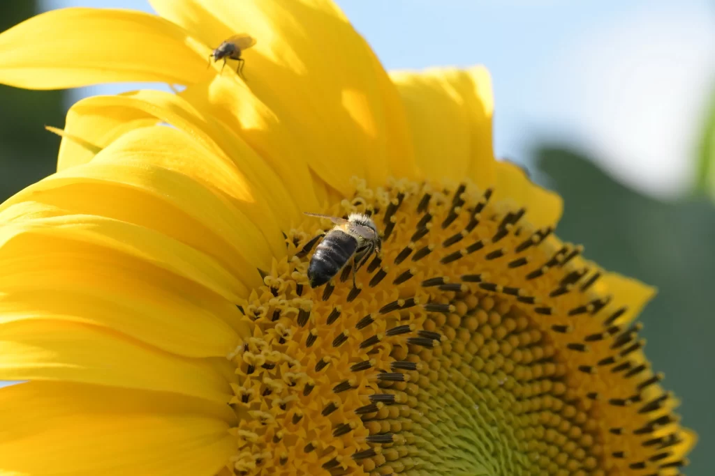 Sunflower Yellow Petals Black Seeds Green Leaves