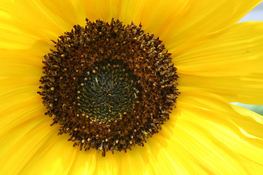 Sunflower Yellow Petals Brown Center