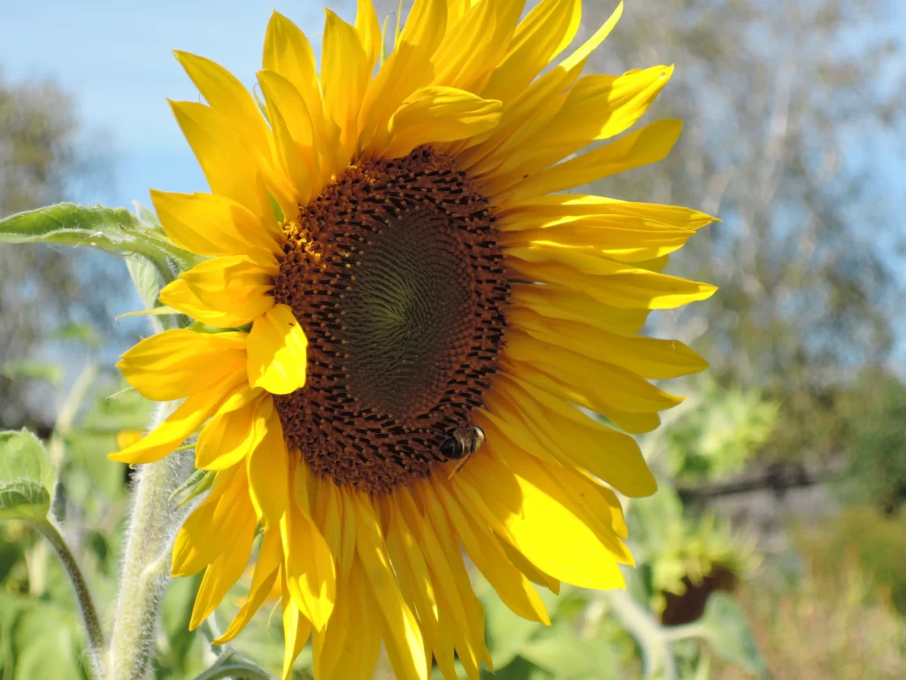 Sunflower Yellow Petals Brown Center Green warm Leaves