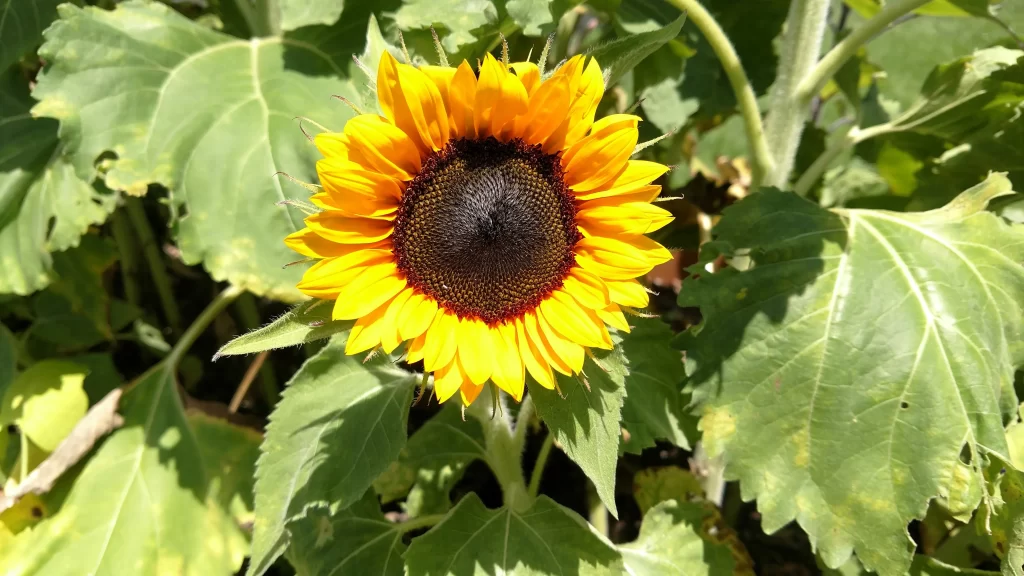 Sunflower Yellow Petals Brown Center Green warm Leaves