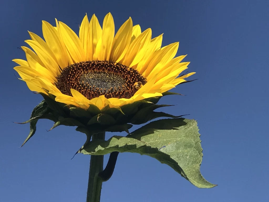 Sunflower Yellow Petals Brown Center Green Leaves Blue gray Sky