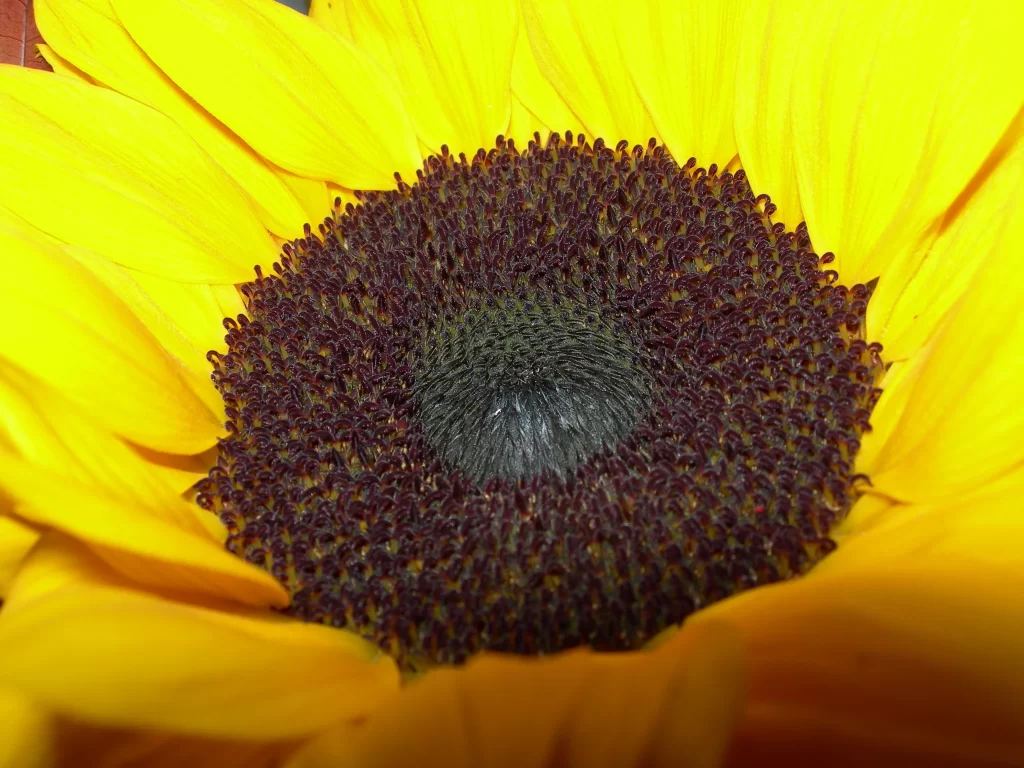 Sunflower Yellow Petals Brown warm Center