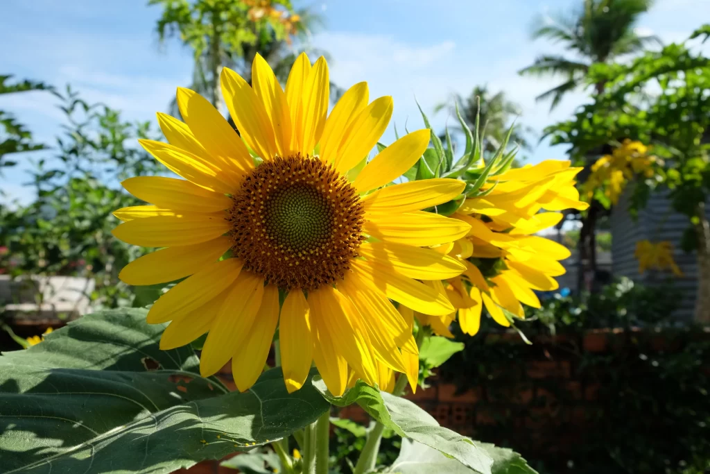 Sunflower Yellow Petals Brown Center Green Leaves Blue warm Sky