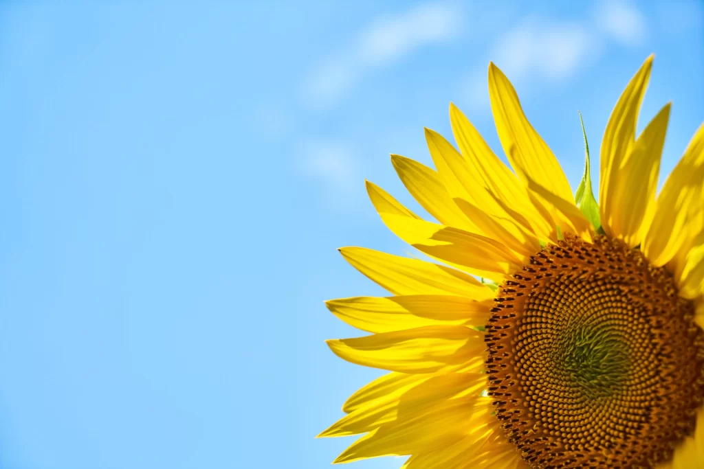 Sunflower Yellow Petals Brown Center Blue gray Sky