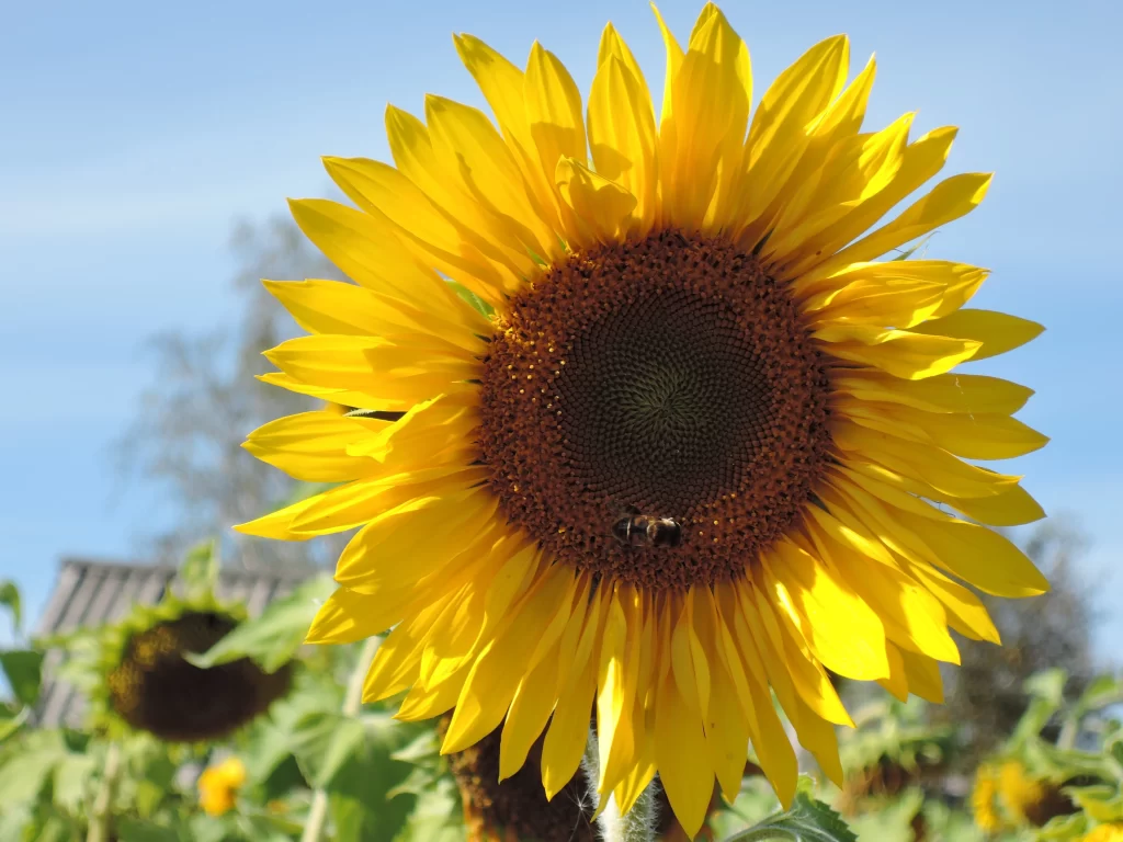 Sunflower Yellow Petals Brown Center Green Leaves Blue warm Sky