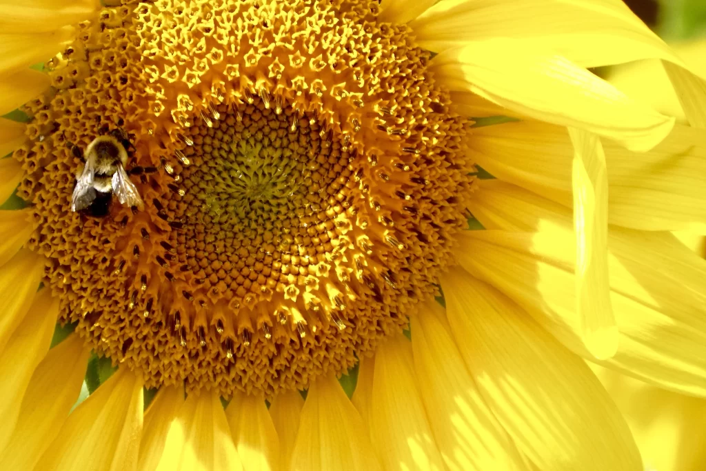 Sunflower Yellow Petals Brown Center Green warm Stem
