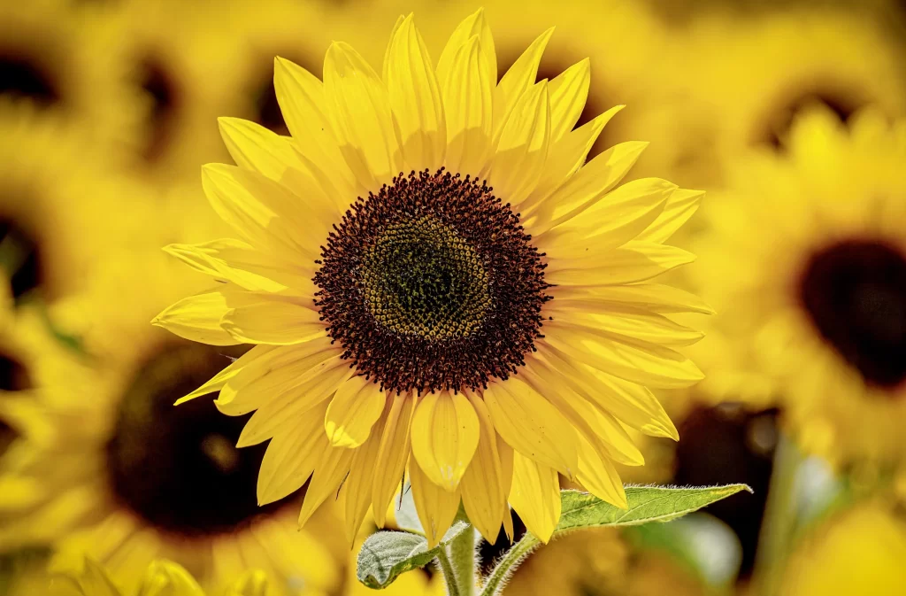 Sunflower Yellow Petals Brown Center Green warm Stem