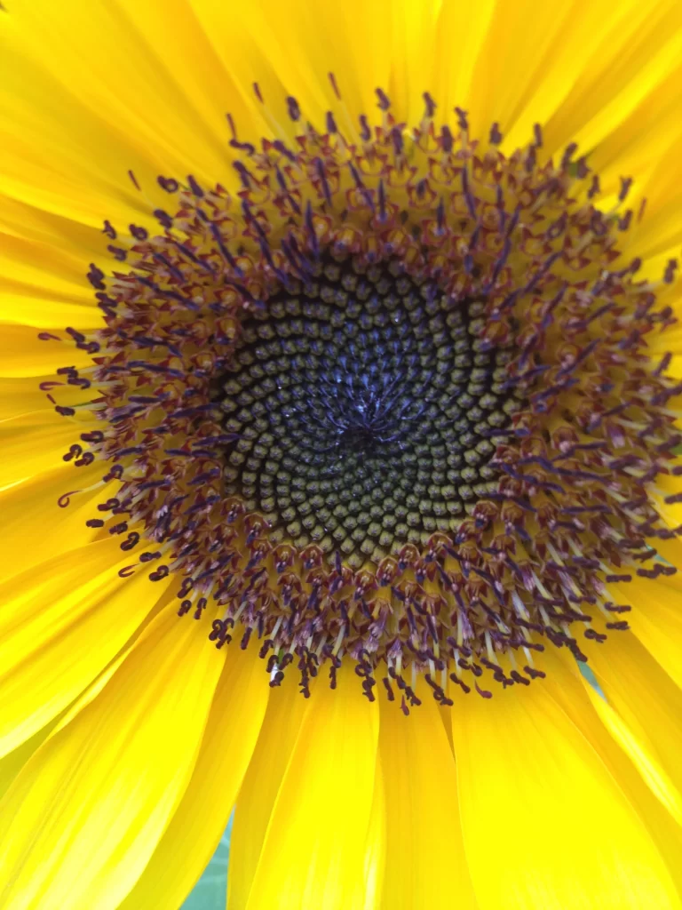 Sunflower Yellow Petals Brown Center Green warm Stem