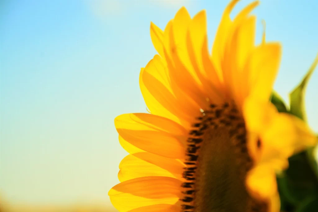 Sunflower Yellow Petals Brown Center Green Stem Blue Sky