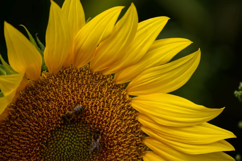 Sunflower Yellow Petals Brown Center Green Background