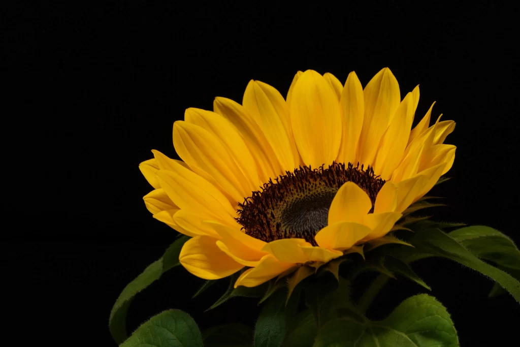 Sunflower Yellow Petals Brown Center Green dark Leaves