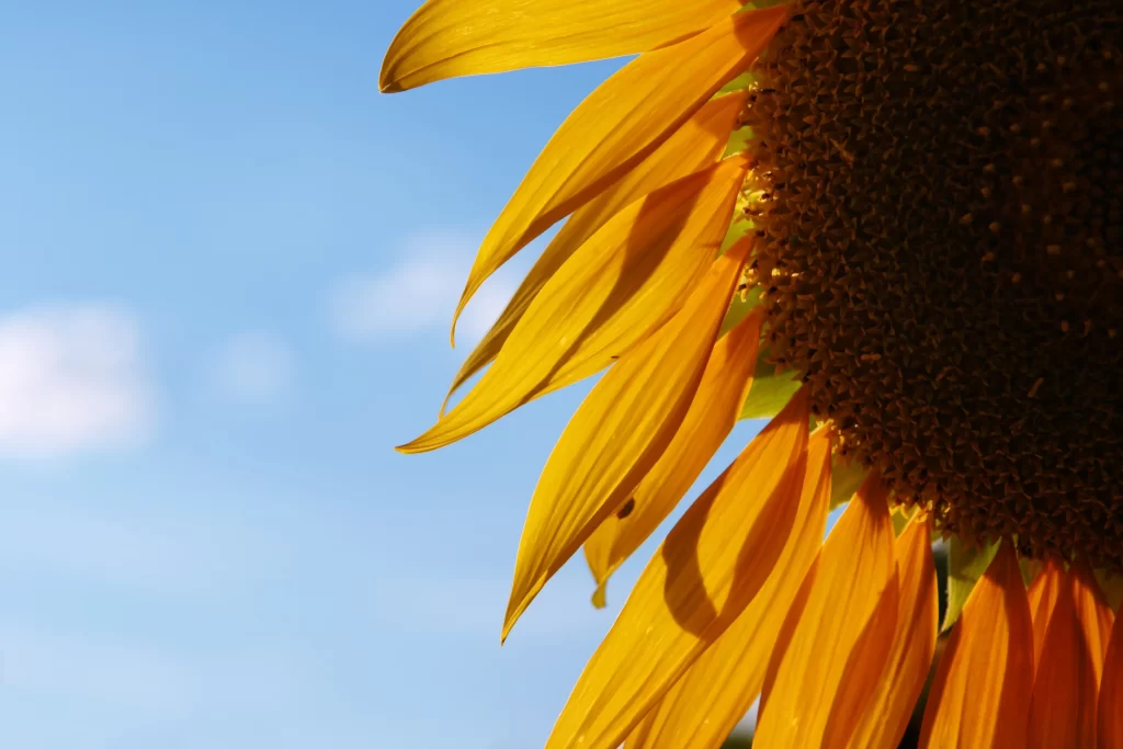 Sunflower Yellow Petals Brown Center Blue gray Sky
