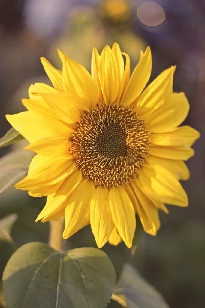 Sunflower Yellow Petals Brown Center Green warm Leaves