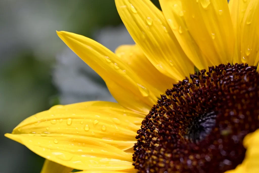 Sunflower Yellow Petals Brown Center Dewdrops Green Background