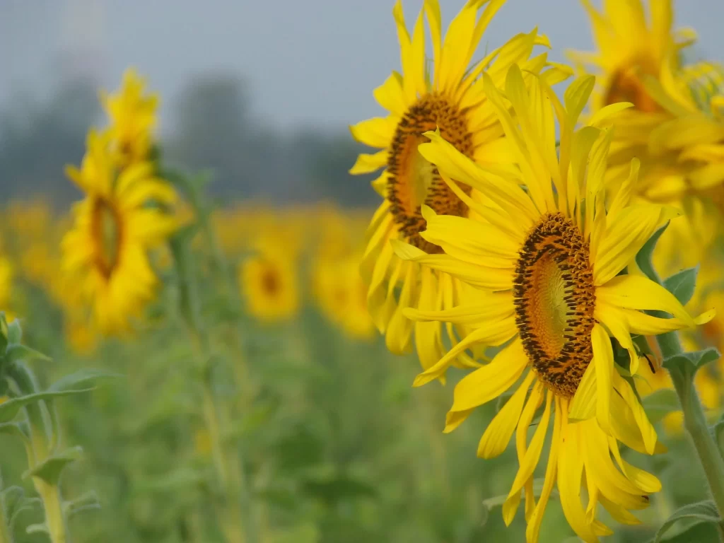 Sunflower Yellow Petals Brown Center Green warm Stem
