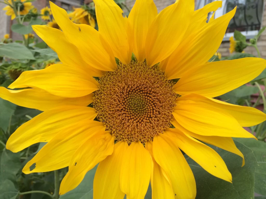 Sunflower Yellow Petals Brown Center Green warm Leaves